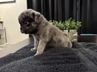Fumble, a male Pug for sale in Santo, TX – 4 of 4