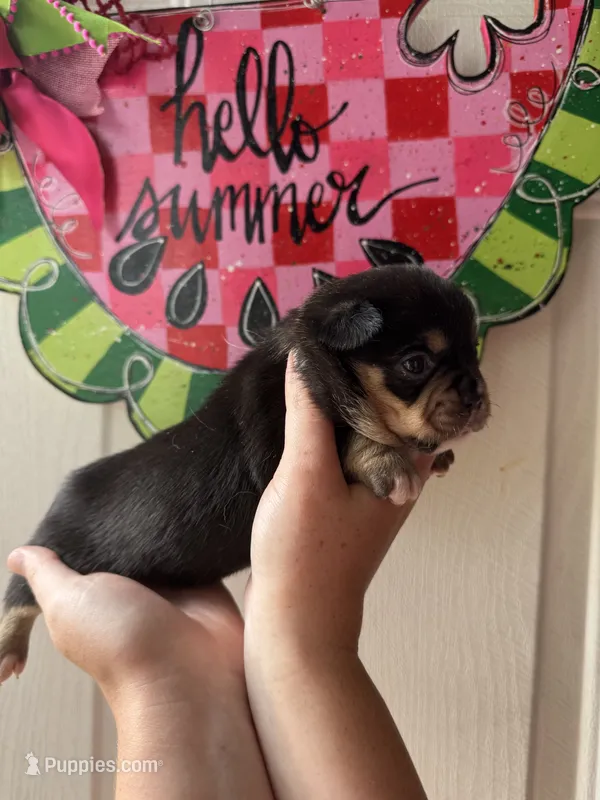 May  – French Bulldog, Chihuahua puppy for sale in Santo, TX