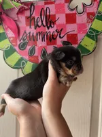 May , a female French Bulldog and Chihuahua for sale in Santo, TX – 1 of 2