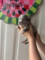 Merle, a male French Bulldog and Chihuahua for sale in Santo, TX – 3 of 3