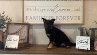 Ivy, a female German Shepherd Dog for sale in Santo, TX – Photo 2 of 2