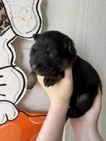 Ivy, a female German Shepherd Dog for sale in Santo, TX – Photo 2 of 3