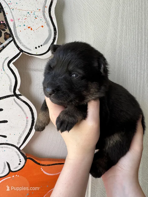 Ivy – German Shepherd Dog puppy for sale in Santo, TX