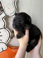 Ivy, a female German Shepherd Dog for sale in Santo, TX – Photo 1 of 3