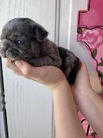 Linus, a male Pug for sale in Santo, TX – Photo 1 of 6