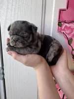 Linus, a male Pug for sale in Santo, TX – Photo 6 of 6