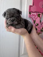 Linus, a male Pug for sale in Santo, TX – Photo 2 of 6