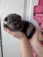 Linus, a male Pug for sale in Santo, TX – Photo 5 of 6