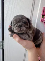 Linus, a male Pug for sale in Santo, TX – Photo 3 of 6