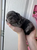 Linus, a male Pug for sale in Santo, TX – Photo 4 of 6
