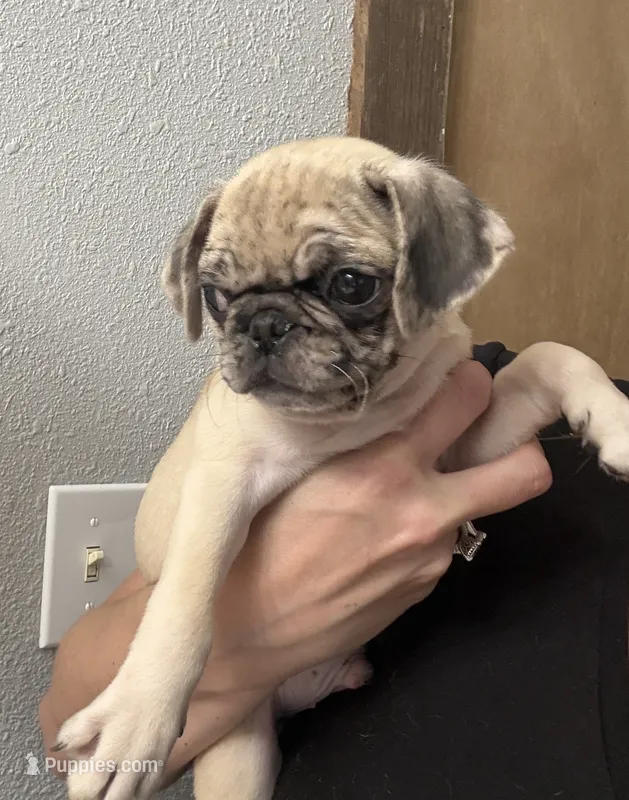 Merle  – Pug puppy for sale in Santo, TX