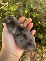 Spike, a female Pug for sale in Santo, TX – 3 of 4