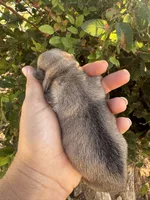 Huddle, a male Pug for sale in Santo, TX – 4 of 4