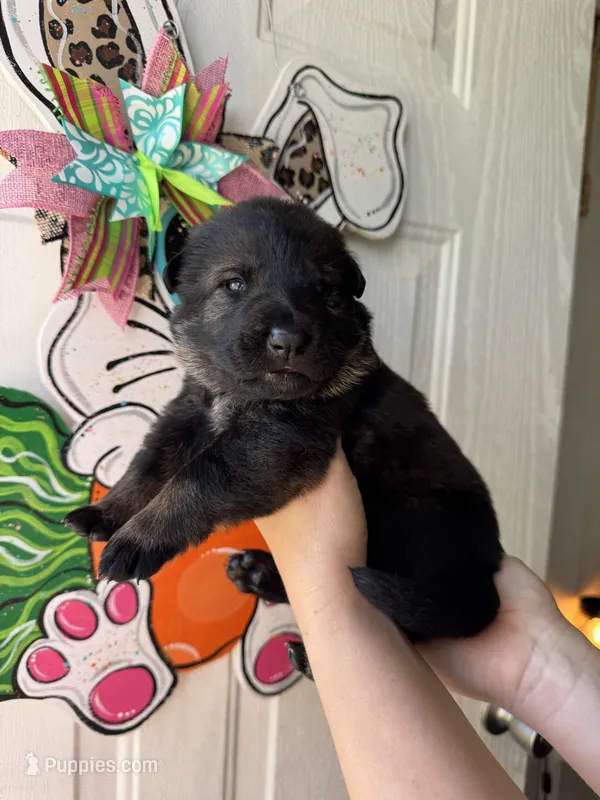 Blossom  – German Shepherd Dog puppy for sale in Santo, TX