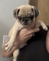 Merle , a male Pug for sale in Santo, TX – 3 of 4