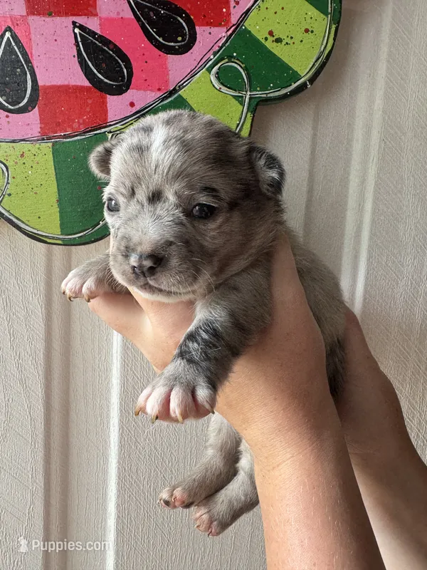 Merle – French Bulldog, Chihuahua puppy for sale in Santo, TX