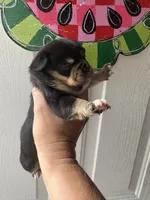 May , a female French Bulldog and Chihuahua for sale in Santo, TX – 2 of 2