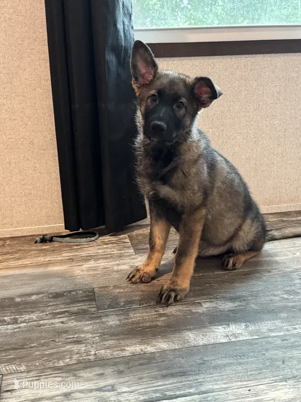 Thorne – German Shepherd Dog puppy for sale in Santo, TX