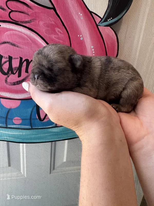 Spike – Pug puppy for sale in Santo, TX