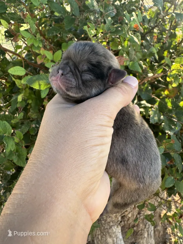 Fumble – Pug puppy for sale in Santo, TX