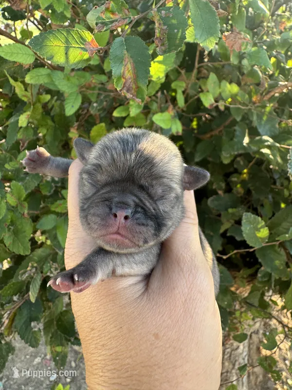 Spike – Pug puppy for sale in Santo, TX