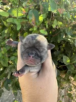 Spike, a female Pug for sale in Santo, TX – 1 of 4