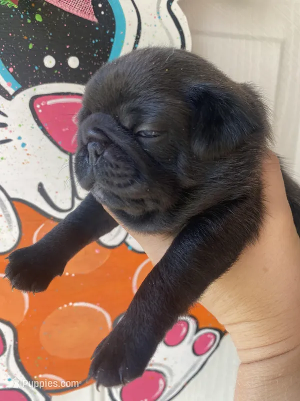 Muffin – Pug puppy for sale in Santo, TX