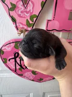 Muffin, a female Pug for sale in Santo, TX – Photo 1 of 2