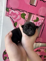 Muffin, a female Pug for sale in Santo, TX – Photo 2 of 2