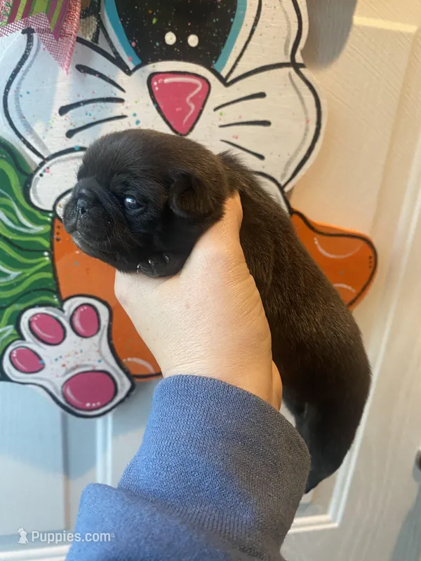 Muffin – Pug puppy for sale in Santo, TX