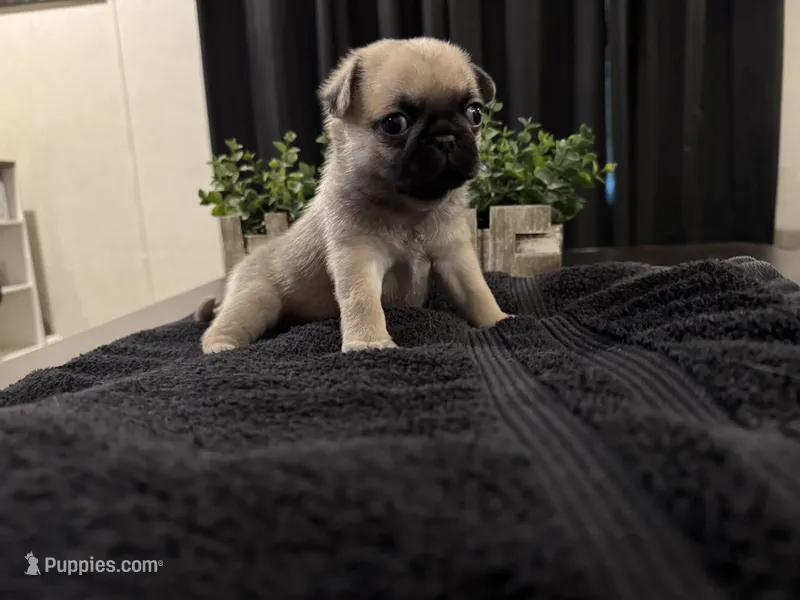 Huddle – Pug puppy for sale in Santo, TX