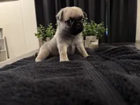 Huddle, a male Pug for sale in Santo, TX – 1 of 5