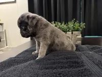 Fumble, a male Pug for sale in Santo, TX – 3 of 4