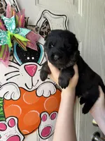 Fern, a male German Shepherd Dog for sale in Santo, TX – Photo 3 of 5