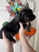 Fern, a male German Shepherd Dog for sale in Santo, TX – Photo 1 of 5