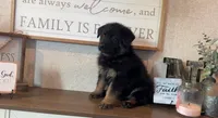 Fern, a male German Shepherd Dog for sale in Santo, TX – 2 of 2