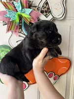 Fern, a male German Shepherd Dog for sale in Santo, TX – Photo 2 of 5