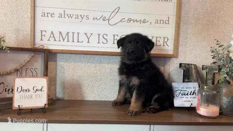 Fern – German Shepherd Dog puppy for sale in Santo, TX