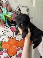 Fern, a male German Shepherd Dog for sale in Santo, TX – Photo 5 of 5