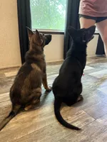Forest , a male German Shepherd Dog for sale in Santo, TX – 3 of 3