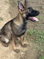 Thorne, a male German Shepherd Dog for sale in Santo, TX – 6 of 7