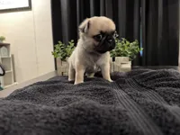 Huddle, a male Pug for sale in Santo, TX – 4 of 5