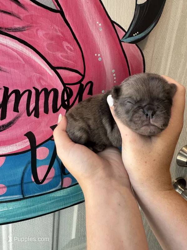 Fumble – Pug puppy for sale in Santo, TX