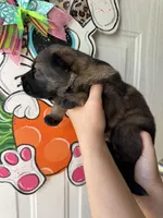 Thorne, a male German Shepherd Dog for sale in Santo, TX – Photo 2 of 2