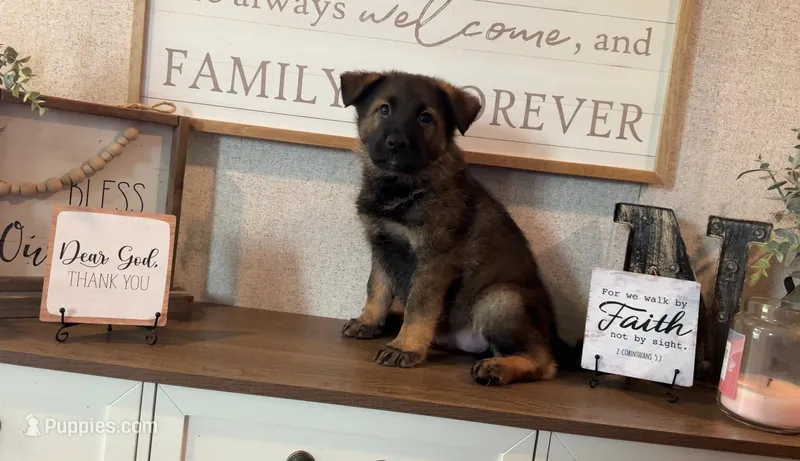 Thorne – German Shepherd Dog puppy for sale in Santo, TX