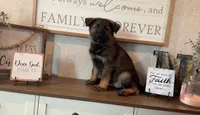 Thorne, a male German Shepherd Dog for sale in Santo, TX – Photo 1 of 2