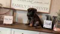Thorne, a male German Shepherd Dog for sale in Santo, TX – Photo 2 of 2