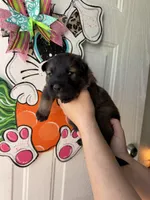 Thorne, a male German Shepherd Dog for sale in Santo, TX – Photo 1 of 2