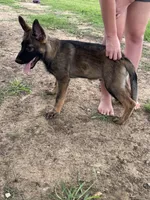 Thorne, a male German Shepherd Dog for sale in Santo, TX – 7 of 7