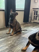 Thorne, a male German Shepherd Dog for sale in Santo, TX – 4 of 7